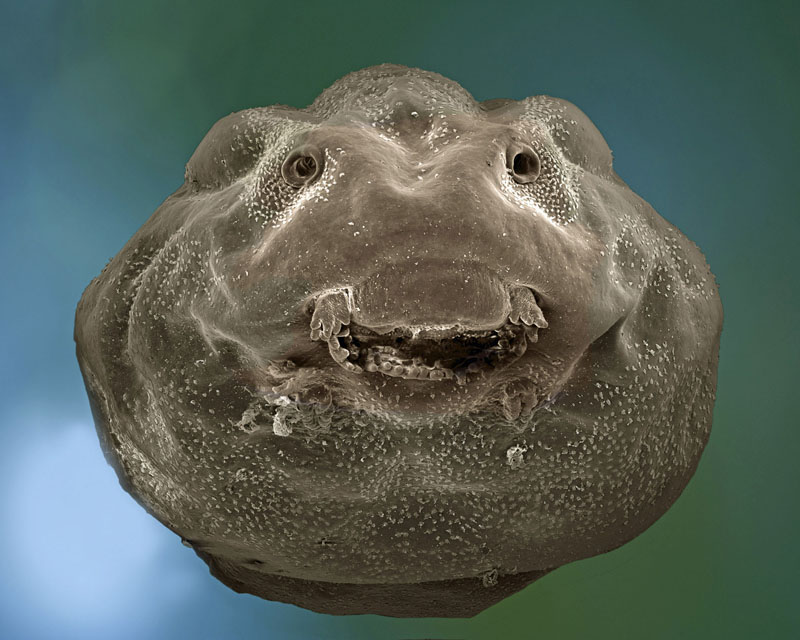 David Spears ASIS FRPS Tadpole Of Common Frog